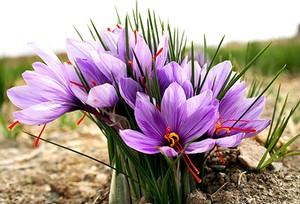 как использовать шафран - Crocus sativus